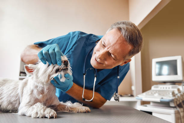 Best Emergency Tooth Extraction in Shawano, WI
